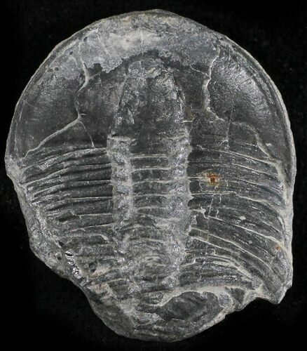 Elrathia Trilobite - Wheeler Shale, Utah #24786